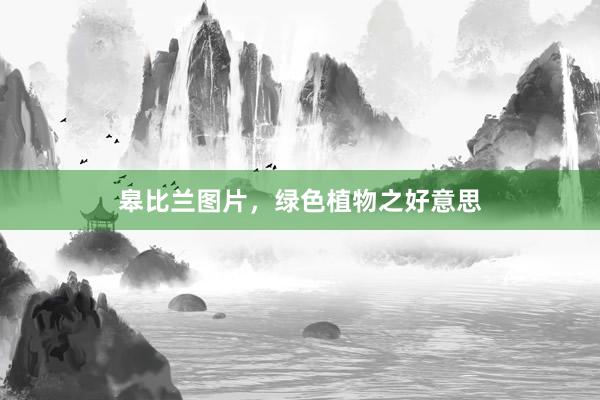 皋比兰图片，绿色植物之好意思