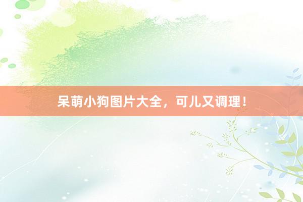 呆萌小狗图片大全，可儿又调理！
